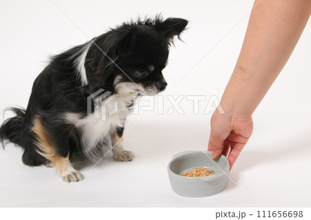手作りご飯を食べる小型犬のチワワ 111656698
