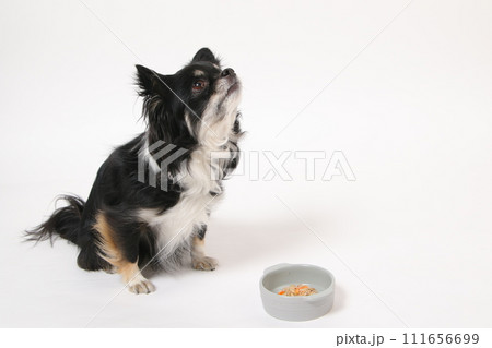 手作りご飯を食べる小型犬のチワワ 手作りご飯を食べる小型犬のチワワ 111656699
