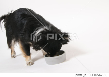 手作りご飯を食べる小型犬のチワワ 手作りご飯を食べる小型犬のチワワ 111656700