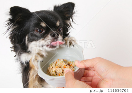 手作りご飯を食べる小型犬のチワワ 111656702