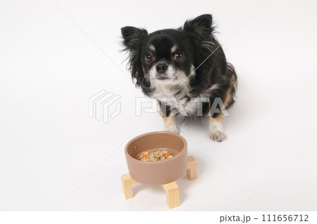 手作りご飯を食べる小型犬のチワワ 111656712