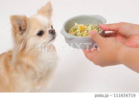 手作りご飯を食べる小型犬のチワワ 手作りご飯を食べる小型犬のチワワ 111656719