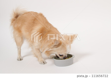 手作りご飯を食べる小型犬のチワワ 111656722