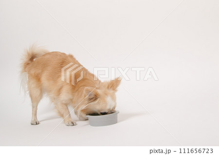 手作りご飯を食べる小型犬のチワワ 111656723