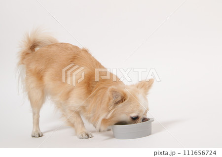 手作りご飯を食べる小型犬のチワワ 111656724