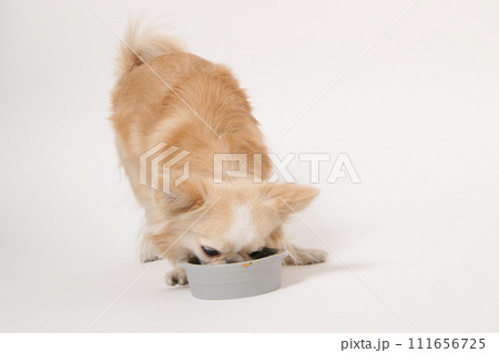 手作りご飯を食べる小型犬のチワワ 手作りご飯を食べる小型犬のチワワ 111656725
