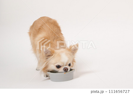 手作りご飯を食べる小型犬のチワワ 手作りご飯を食べる小型犬のチワワ 111656727