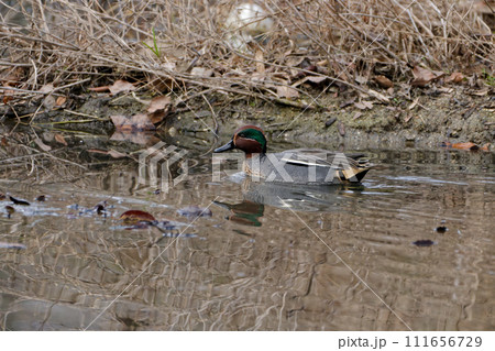冬鳥カモ科コガモ♂の採餌行動 111656729