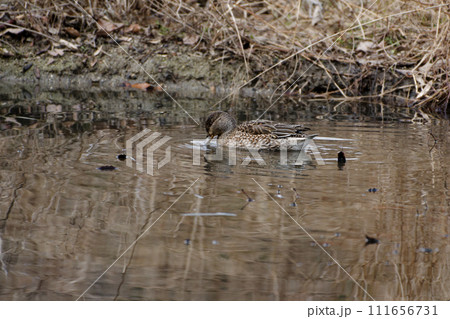 冬鳥カモ科コガモ♀の採餌行動 冬鳥カモ科コガモ♀の採餌行動 111656731