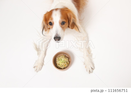 手作りご飯を食べる中型犬コーイケルホンディエ 111656751