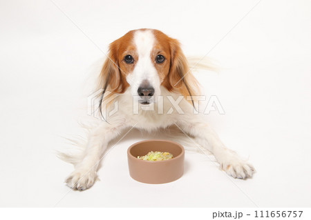 手作りご飯を食べる中型犬コーイケルホンディエ 111656757
