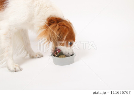 手作りご飯を食べる中型犬コーイケルホンディエ 111656767