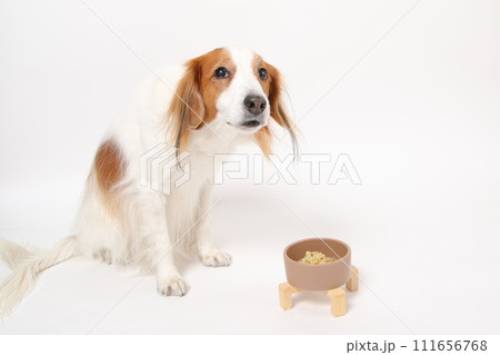 手作りご飯を食べる中型犬コーイケルホンディエ 111656768