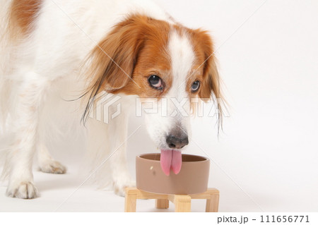 手作りご飯を食べる中型犬コーイケルホンディエ 手作りご飯を食べる中型犬コーイケルホンディエ 111656771