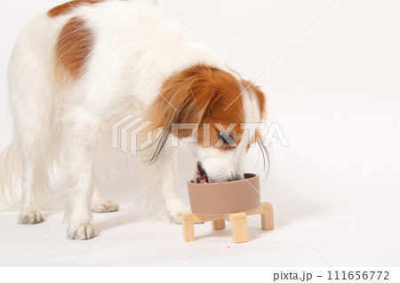 手作りご飯を食べる中型犬コーイケルホンディエ 手作りご飯を食べる中型犬コーイケルホンディエ 111656772