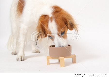 手作りご飯を食べる中型犬コーイケルホンディエ 手作りご飯を食べる中型犬コーイケルホンディエ 111656773