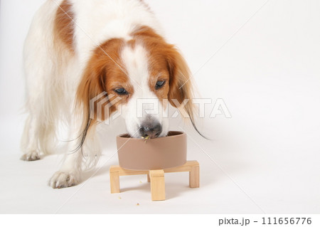 手作りご飯を食べる中型犬コーイケルホンディエ 111656776