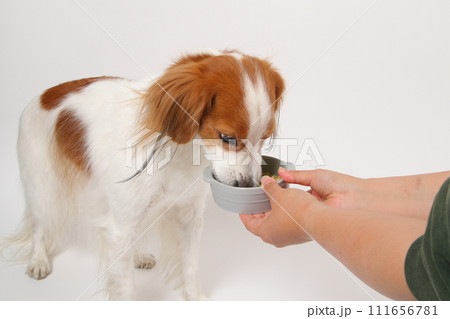 手作りご飯を食べる中型犬コーイケルホンディエ 手作りご飯を食べる中型犬コーイケルホンディエ 111656781
