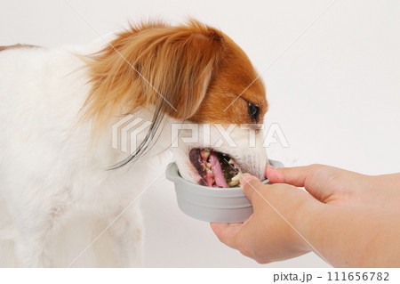手作りご飯を食べる中型犬コーイケルホンディエ 手作りご飯を食べる中型犬コーイケルホンディエ 111656782