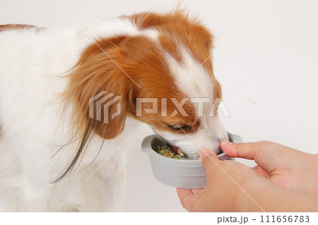 手作りご飯を食べる中型犬コーイケルホンディエ 手作りご飯を食べる中型犬コーイケルホンディエ 111656783