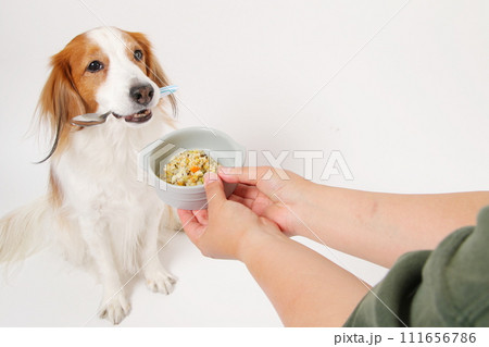 手作りご飯を食べる中型犬コーイケルホンディエ 111656786