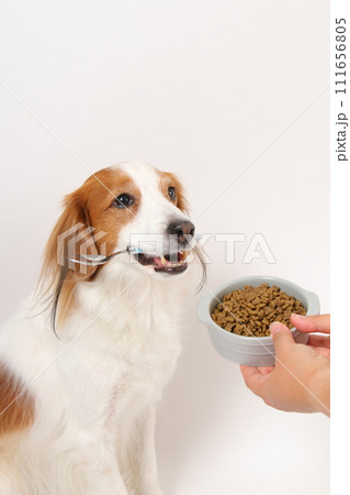 ドライフードを食べる中型犬コーイケルホンディエ ドライフードを食べる中型犬コーイケルホンディエ 111656805