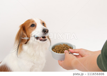 ドライフードを食べる中型犬コーイケルホンディエ 111656806