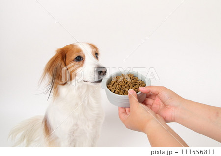 ドライフードを食べる中型犬コーイケルホンディエ 111656811