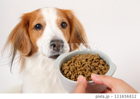 ドライフードを食べる中型犬コーイケルホンディエ 111656812