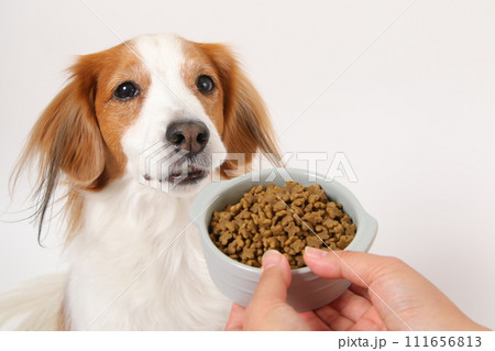 ドライフードを食べる中型犬コーイケルホンディエ 111656813