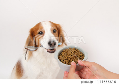 ドライフードを食べる中型犬コーイケルホンディエ 111656816