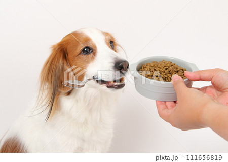 ドライフードを食べる中型犬コーイケルホンディエ 111656819