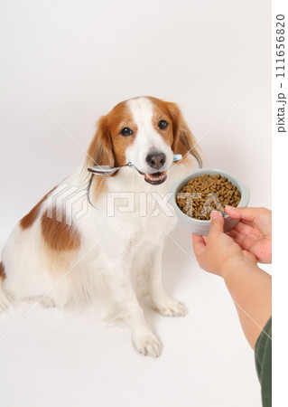 ドライフードを食べる中型犬コーイケルホンディエ 111656820