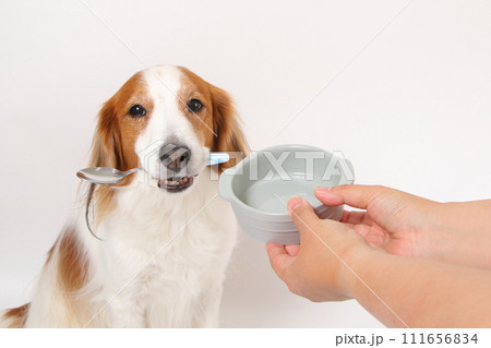 スプーンを咥えてごはんをねだる中型犬コーイケルホンディエ 111656834