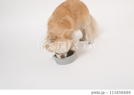 食後ずっとフードボールを舐めたり、もっと欲しいと舌なめずりする小型犬のチワワ 食後ずっとフードボールを舐めたり、もっと欲しいと舌なめずりする小型犬のチワワ 111656889