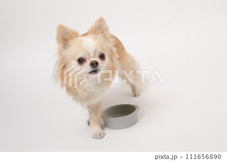 食後ずっとフードボールを舐めたり、もっと欲しいと舌なめずりする小型犬のチワワ 111656890