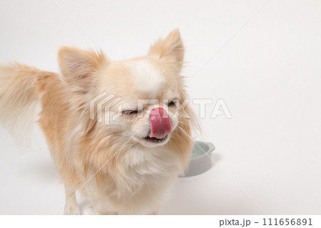 食後ずっとフードボールを舐めたり、もっと欲しいと舌なめずりする小型犬のチワワ 111656891