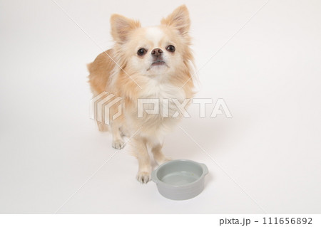 食後ずっとフードボールを舐めたり、もっと欲しいと舌なめずりする小型犬のチワワ 111656892