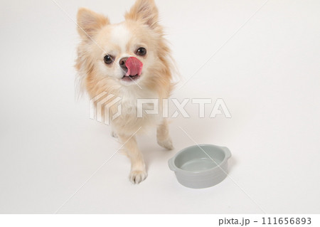 食後ずっとフードボールを舐めたり、もっと欲しいと舌なめずりする小型犬のチワワ 111656893