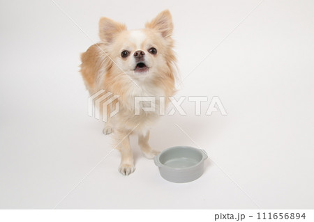 食後ずっとフードボールを舐めたり、もっと欲しいと舌なめずりする小型犬のチワワ 111656894