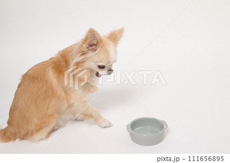食後ずっとフードボールを舐めたり、もっと欲しいと舌なめずりする小型犬のチワワ 食後ずっとフードボールを舐めたり、もっと欲しいと舌なめずりする小型犬のチワワ 111656895