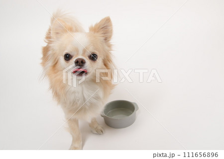 食後ずっとフードボールを舐めたり、もっと欲しいと舌なめずりする小型犬のチワワ 111656896