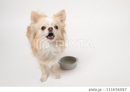 食後ずっとフードボールを舐めたり、もっと欲しいと舌なめずりする小型犬のチワワ 111656897
