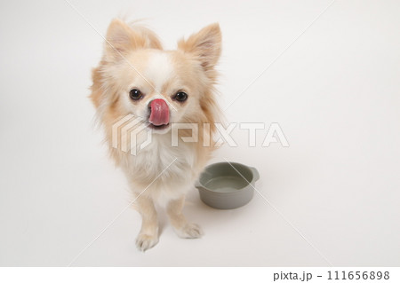 食後ずっとフードボールを舐めたり、もっと欲しいと舌なめずりする小型犬のチワワ 111656898