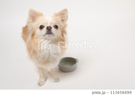 食後ずっとフードボールを舐めたり、もっと欲しいと舌なめずりする小型犬のチワワ 111656899