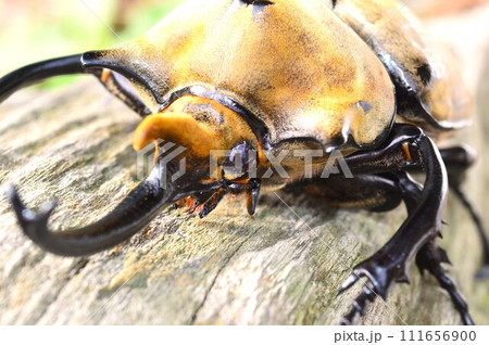 エレファスゾウカブトの森の樹木の上で エレファスゾウカブトの森の樹木の上で 111656900