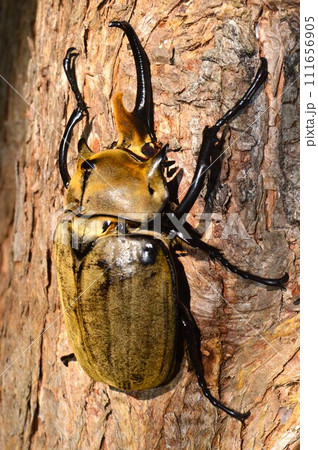 エレファスゾウカブトの森の樹木の上で エレファスゾウカブトの森の樹木の上で 111656905