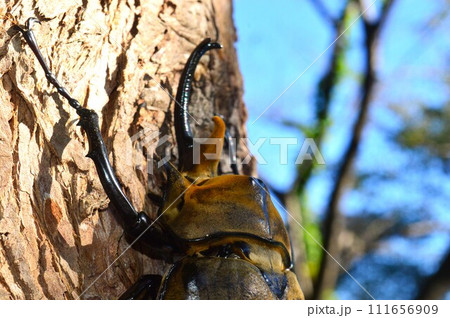 エレファスゾウカブトの森の樹木の上で エレファスゾウカブトの森の樹木の上で 111656909