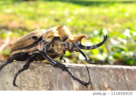 エレファスゾウカブトの森の樹木の上で エレファスゾウカブトの森の樹木の上で 111656910