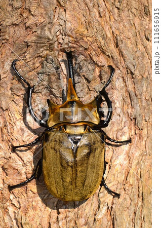 エレファスゾウカブトの森の樹木の上で 111656915